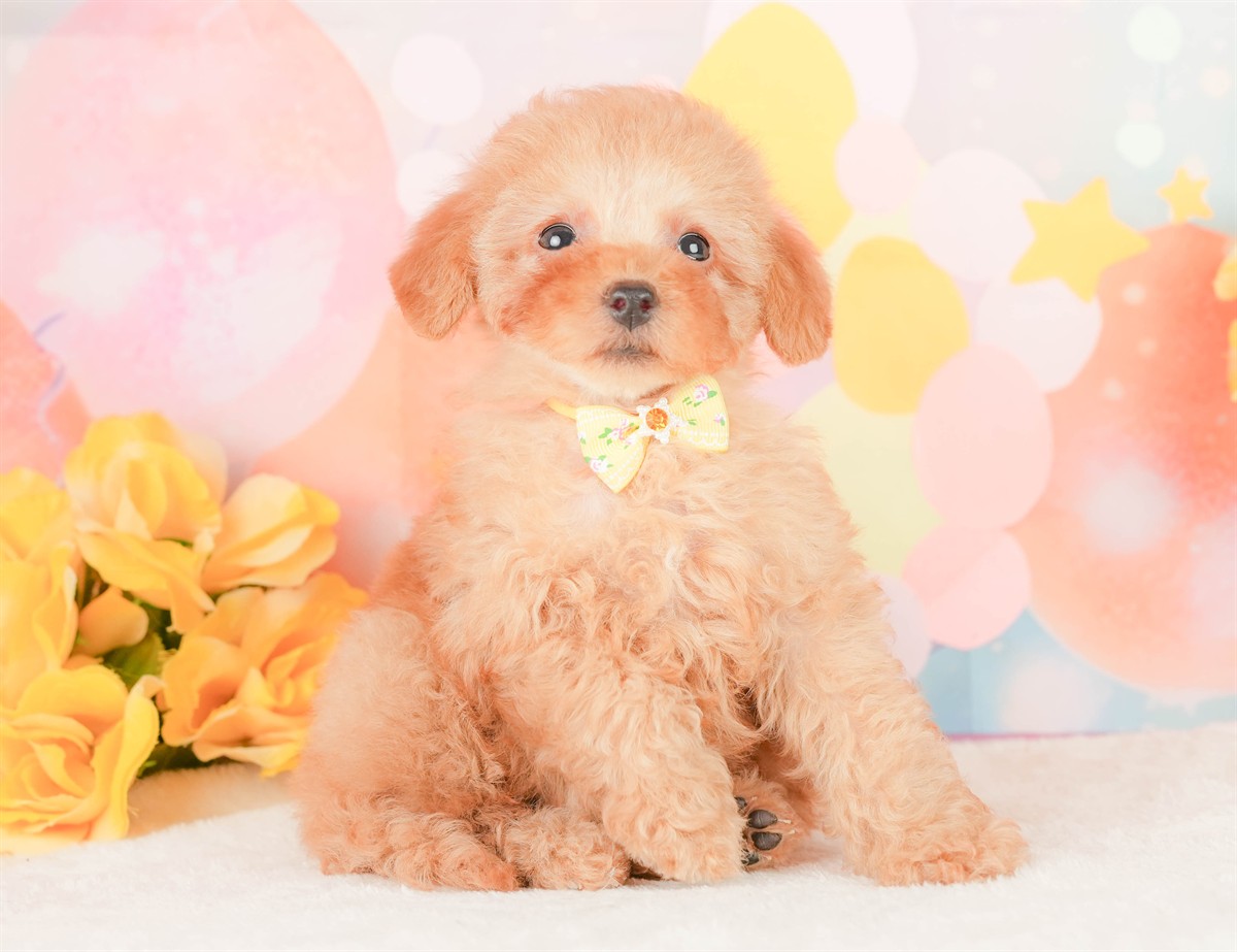 トイ・プードル | 女の子 | アプリコット | 2026年2月3日（ID:dog-200015442）