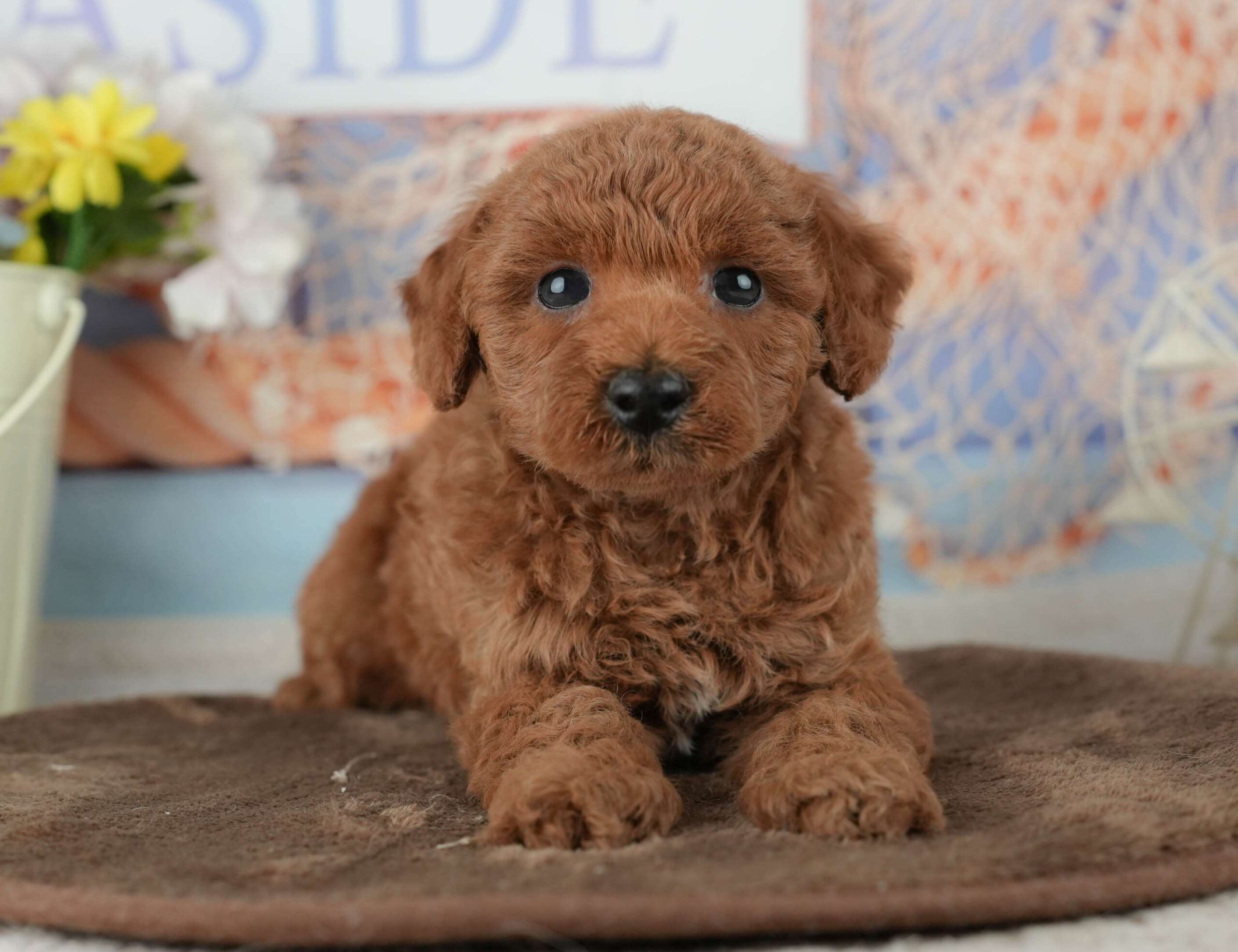 トイ・プードル | 男の子 | レッド | 2026年2月4日