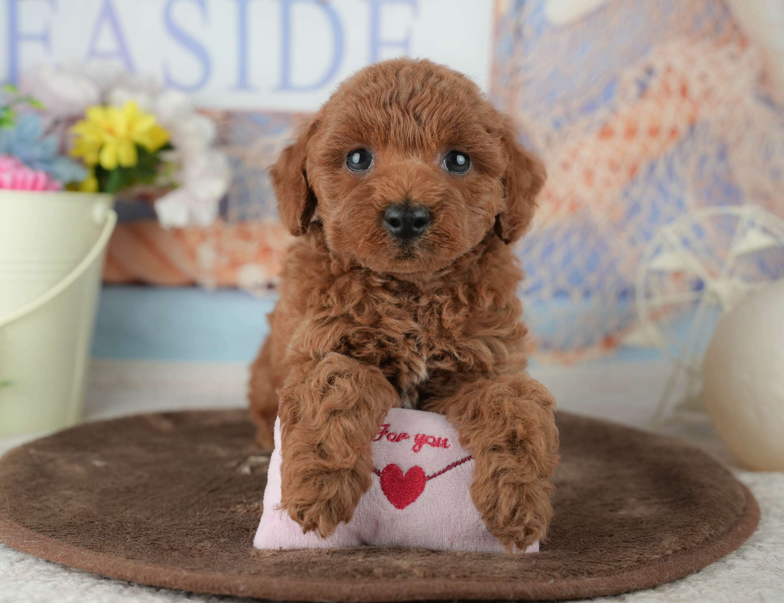 トイ・プードル | 男の子 | レッド | 2026年2月4日