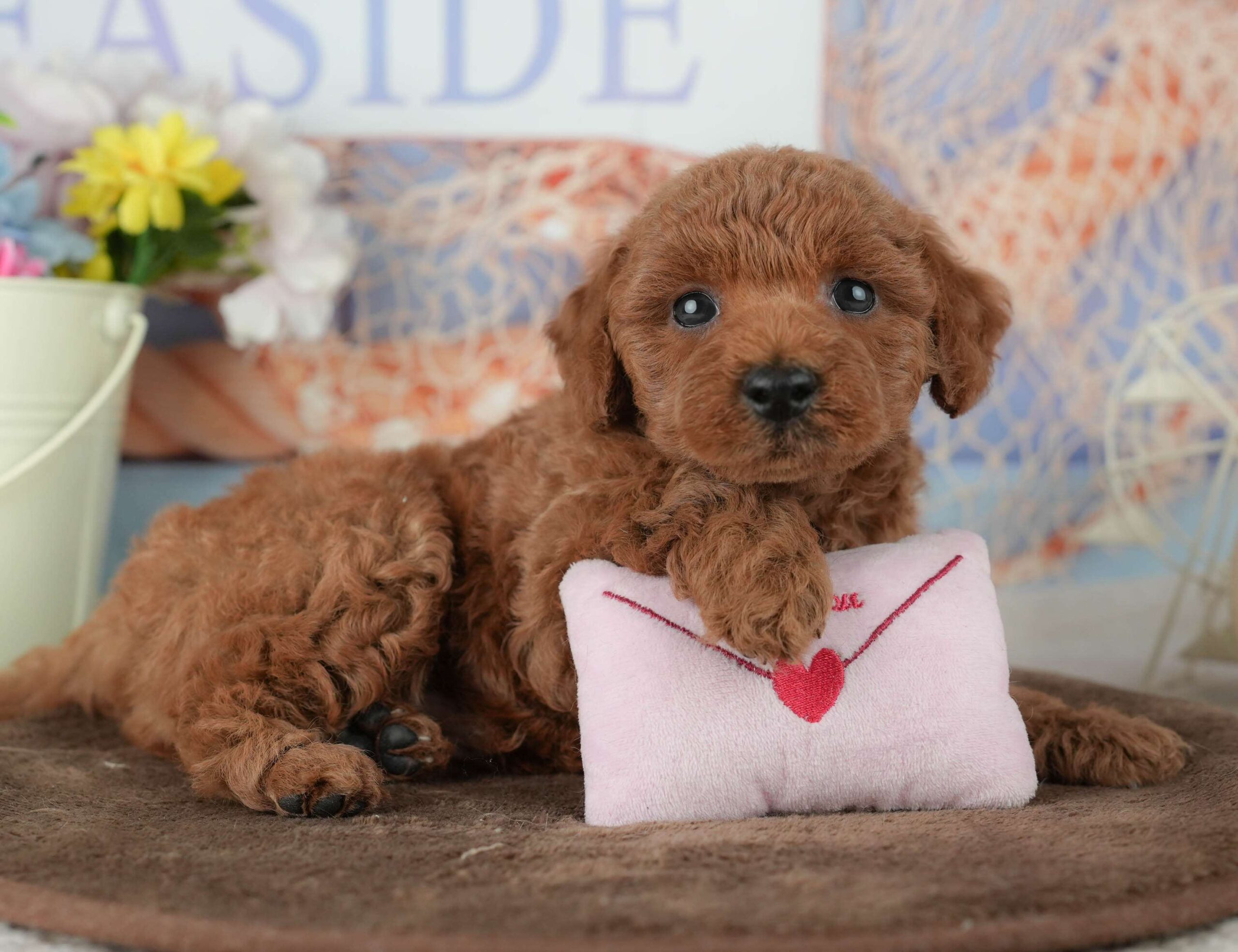 トイ・プードル | 男の子 | レッド | 2026年2月4日