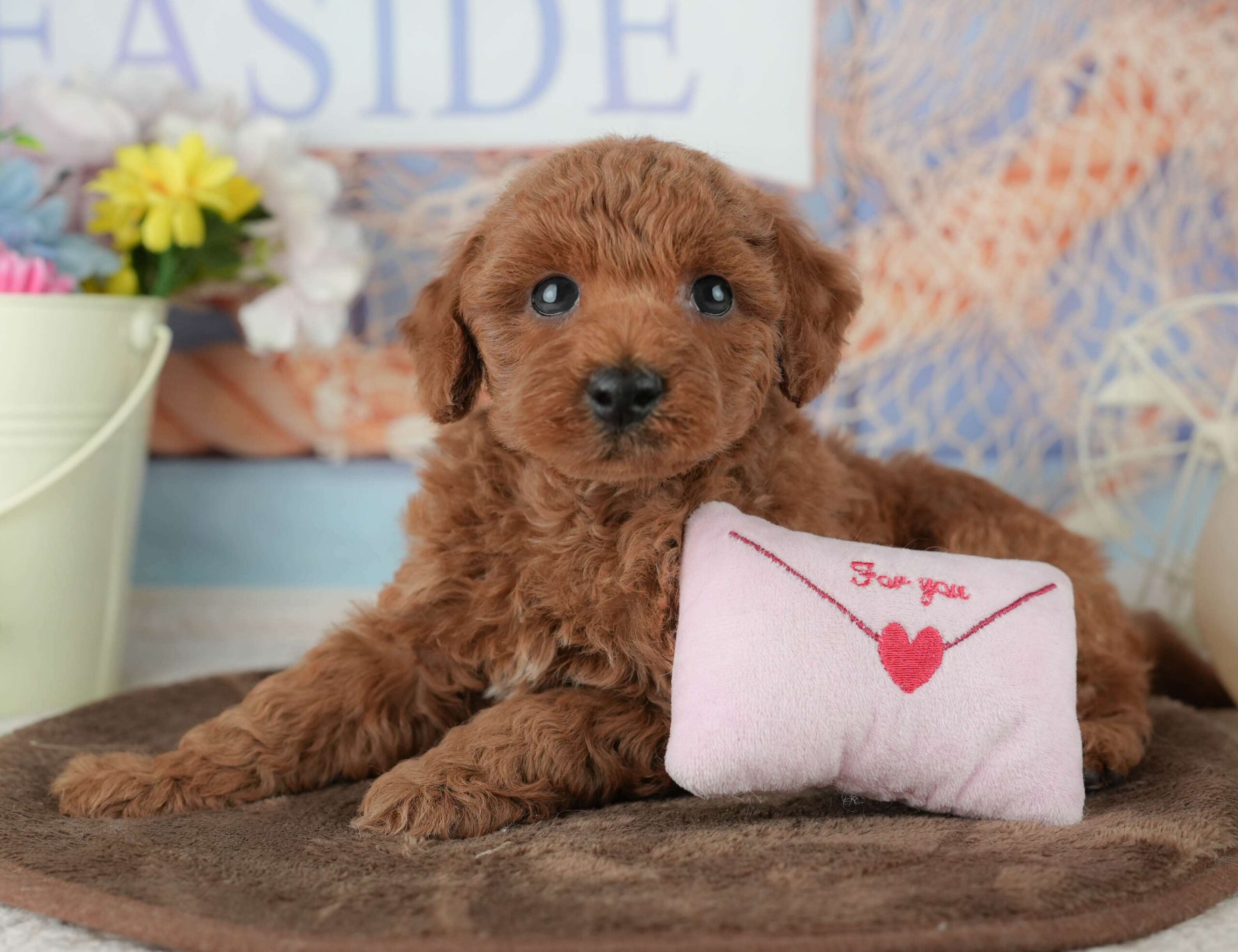 トイ・プードル | 男の子 | レッド | 2026年2月4日