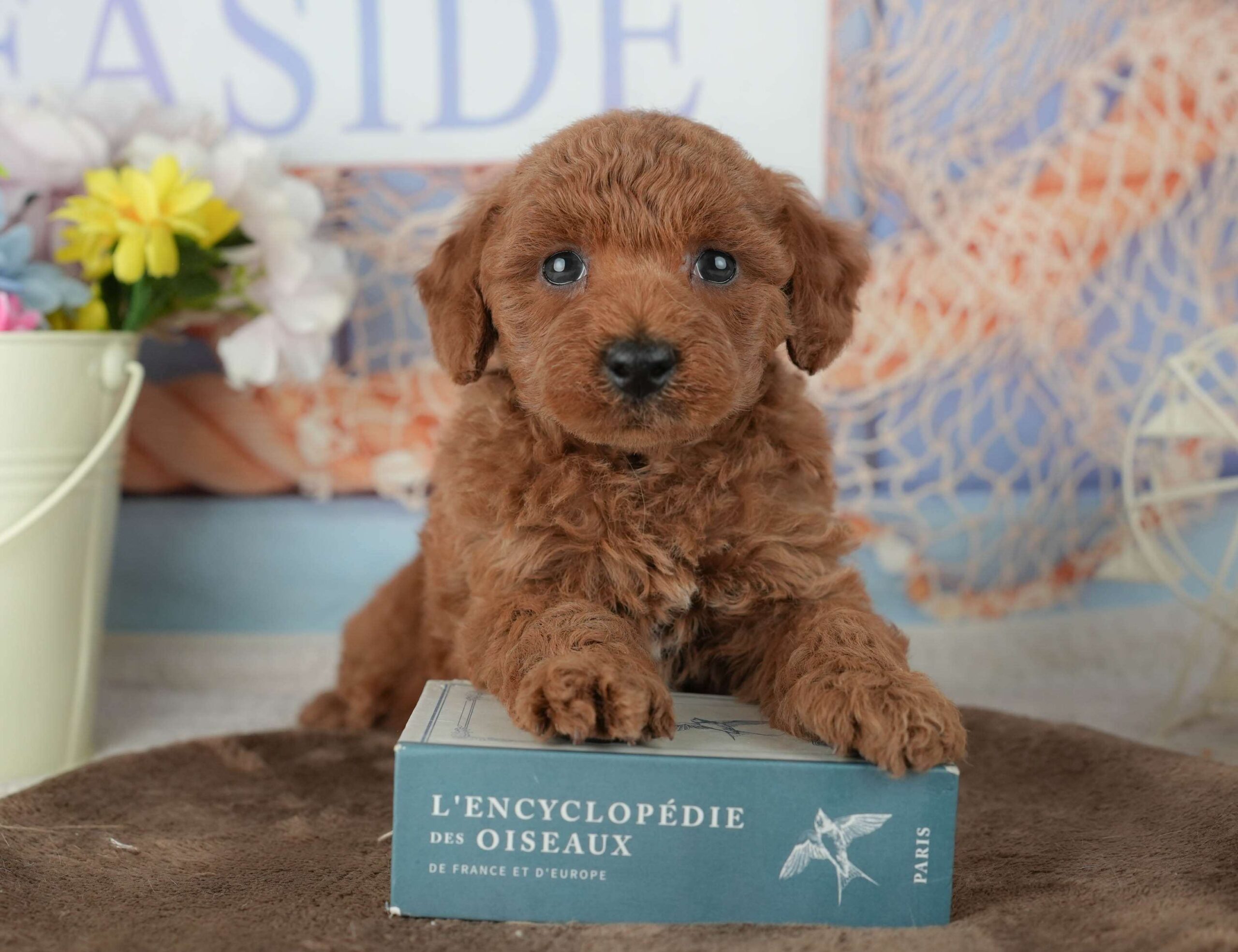 トイ・プードル | 男の子 | レッド | 2026年2月4日