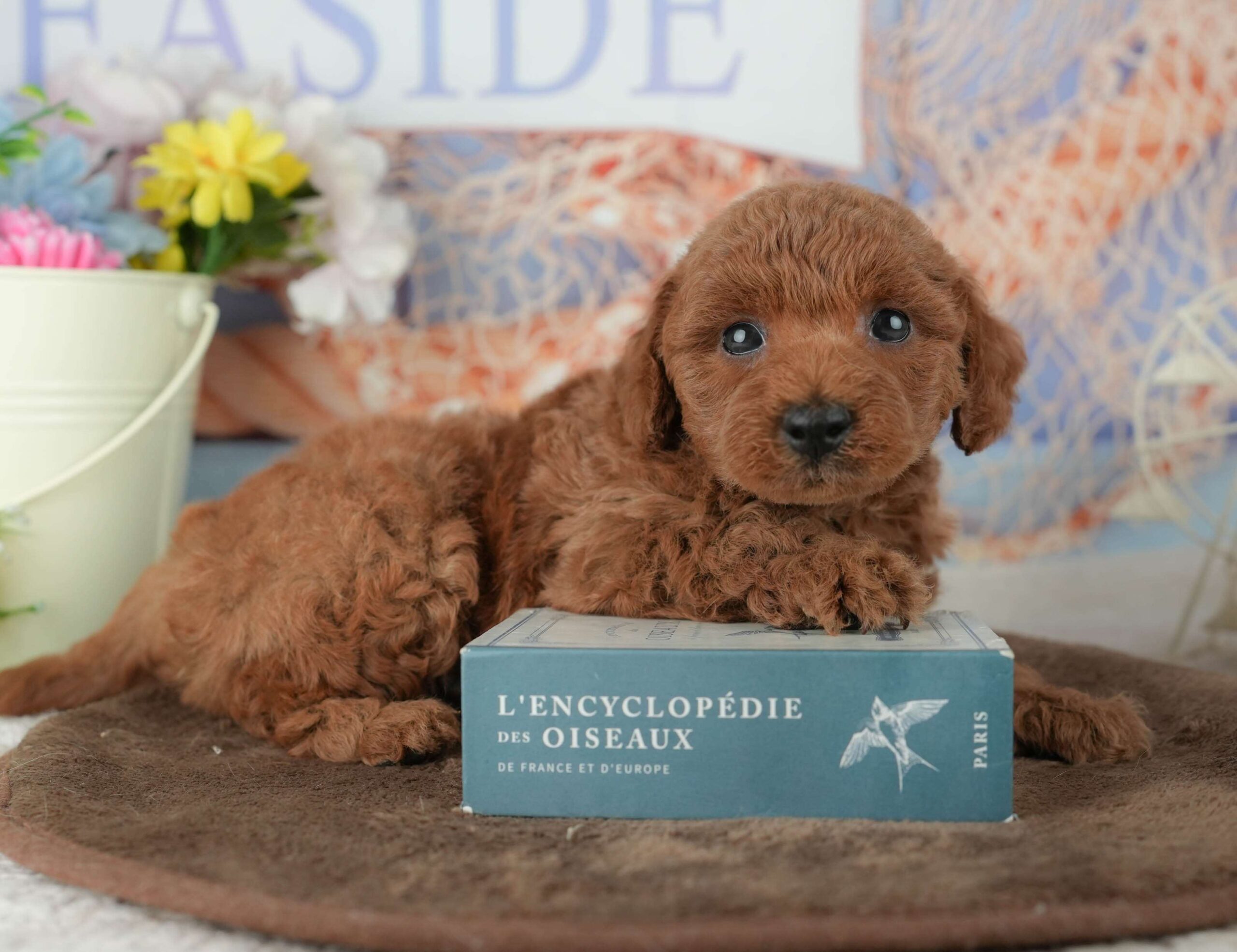 トイ・プードル | 男の子 | レッド | 2026年2月4日