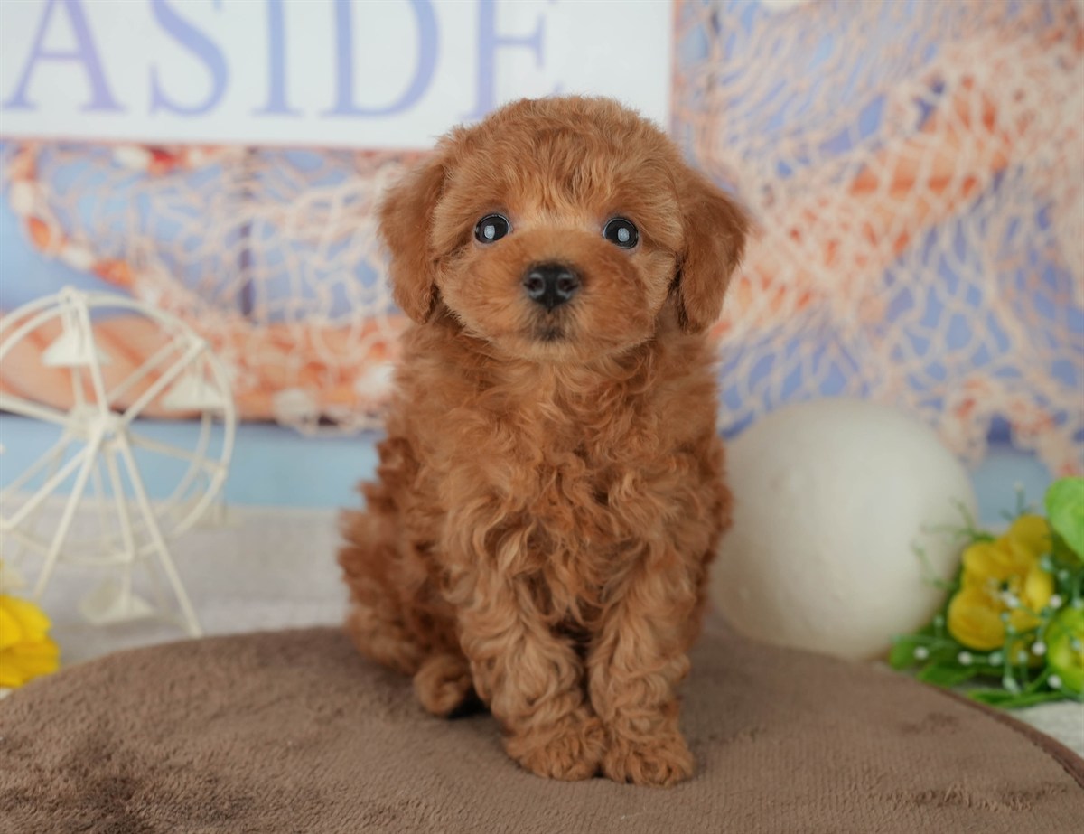 トイ・プードル | 男の子 | レッド | 2026年2月4日