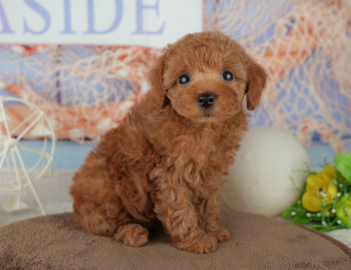 トイ・プードル | 男の子 | レッド | 2026年2月4日