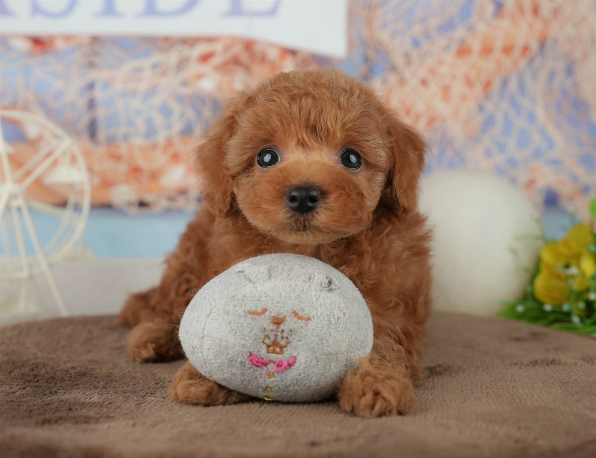 トイ・プードル | 男の子 | レッド | 2026年2月4日