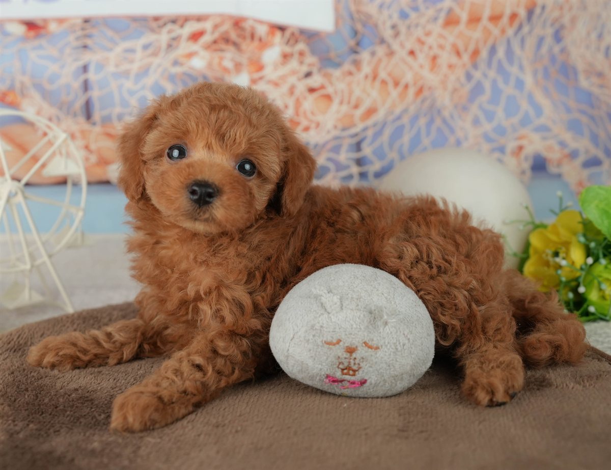 トイ・プードル | 男の子 | レッド | 2026年2月4日