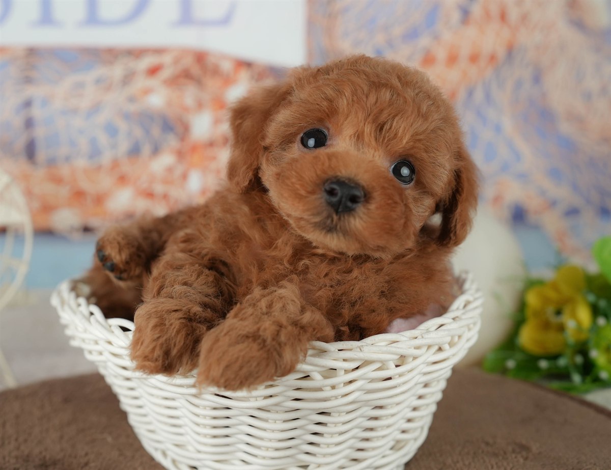 トイ・プードル | 男の子 | レッド | 2026年2月4日