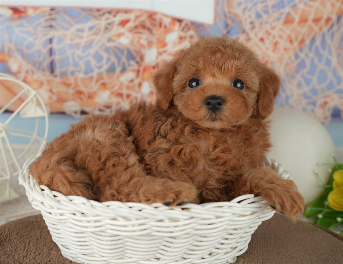 トイ・プードル | 男の子 | レッド | 2026年2月4日