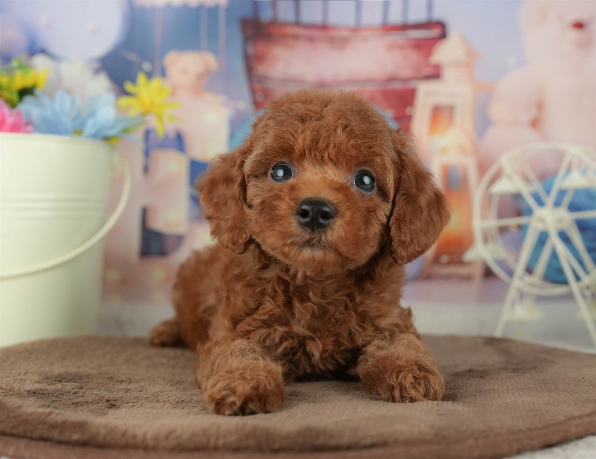 トイ・プードル | 女の子 | レッド | 2026年2月4日