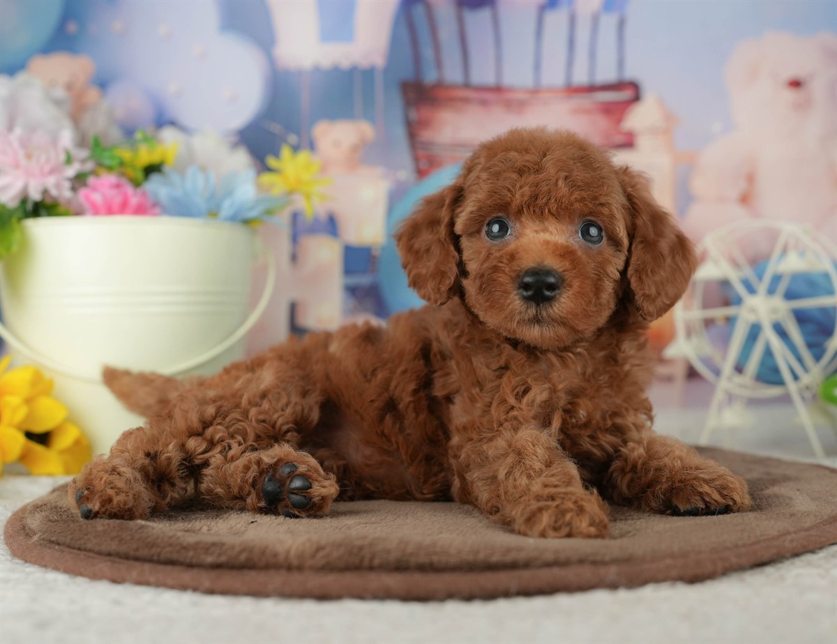 トイ・プードル | 女の子 | レッド | 2026年2月4日