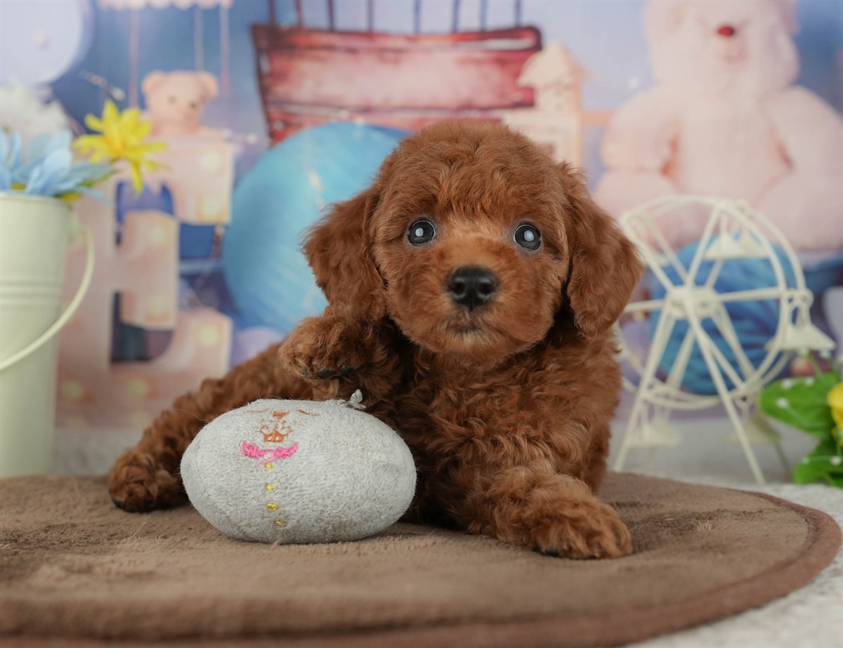 トイ・プードル | 女の子 | レッド | 2026年2月4日