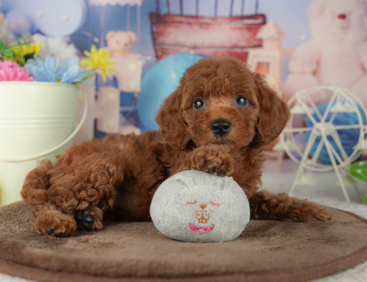 トイ・プードル | 女の子 | レッド | 2026年2月4日