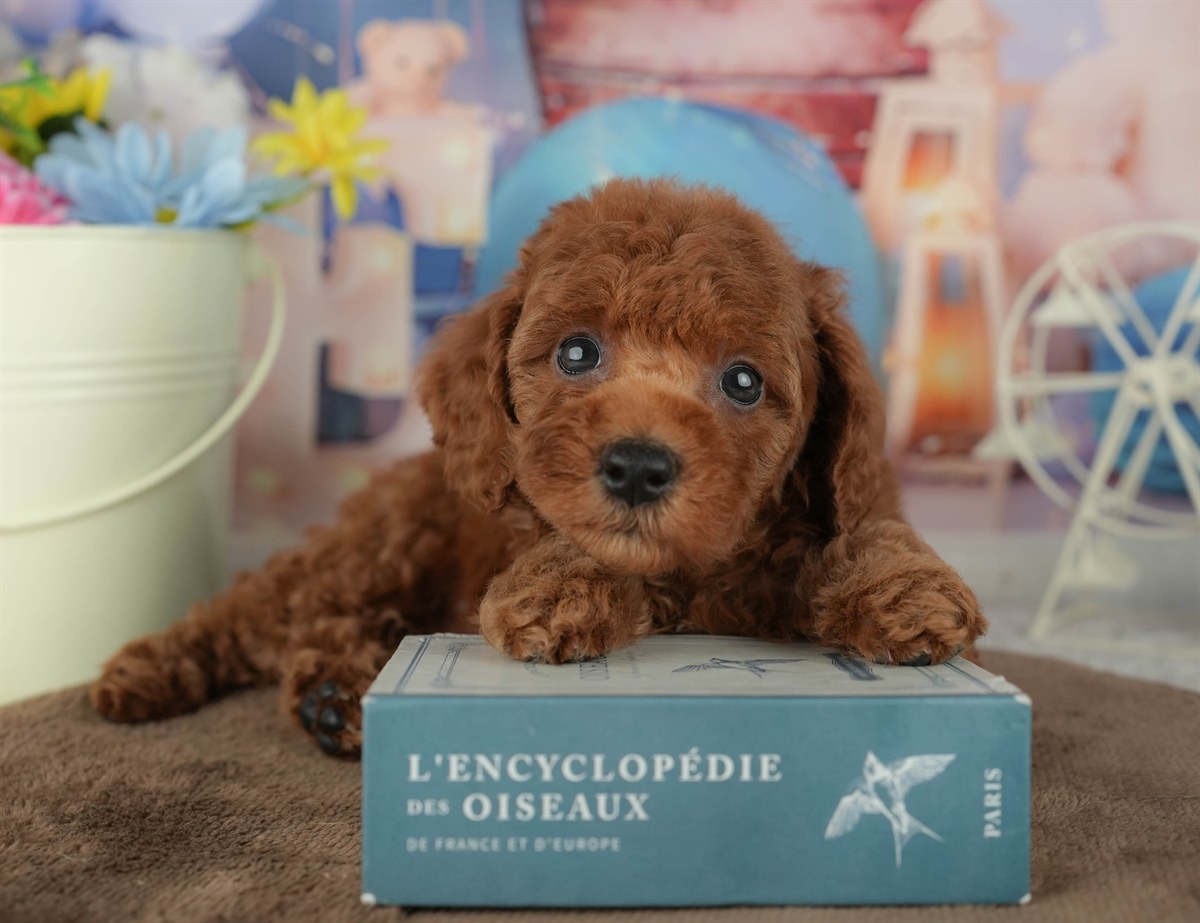 トイ・プードル | 女の子 | レッド | 2026年2月4日