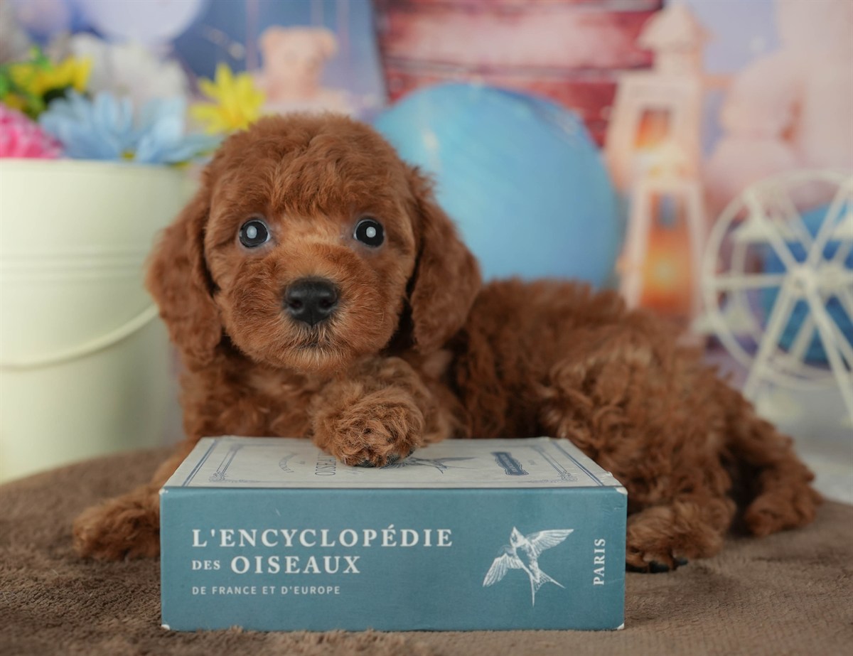 トイ・プードル | 女の子 | レッド | 2026年2月4日