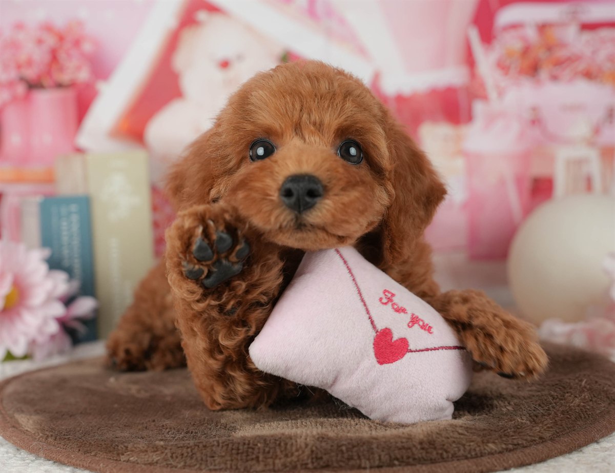 トイ・プードル | 女の子 | レッド | 2026年2月4日（ID:dog-200015452）