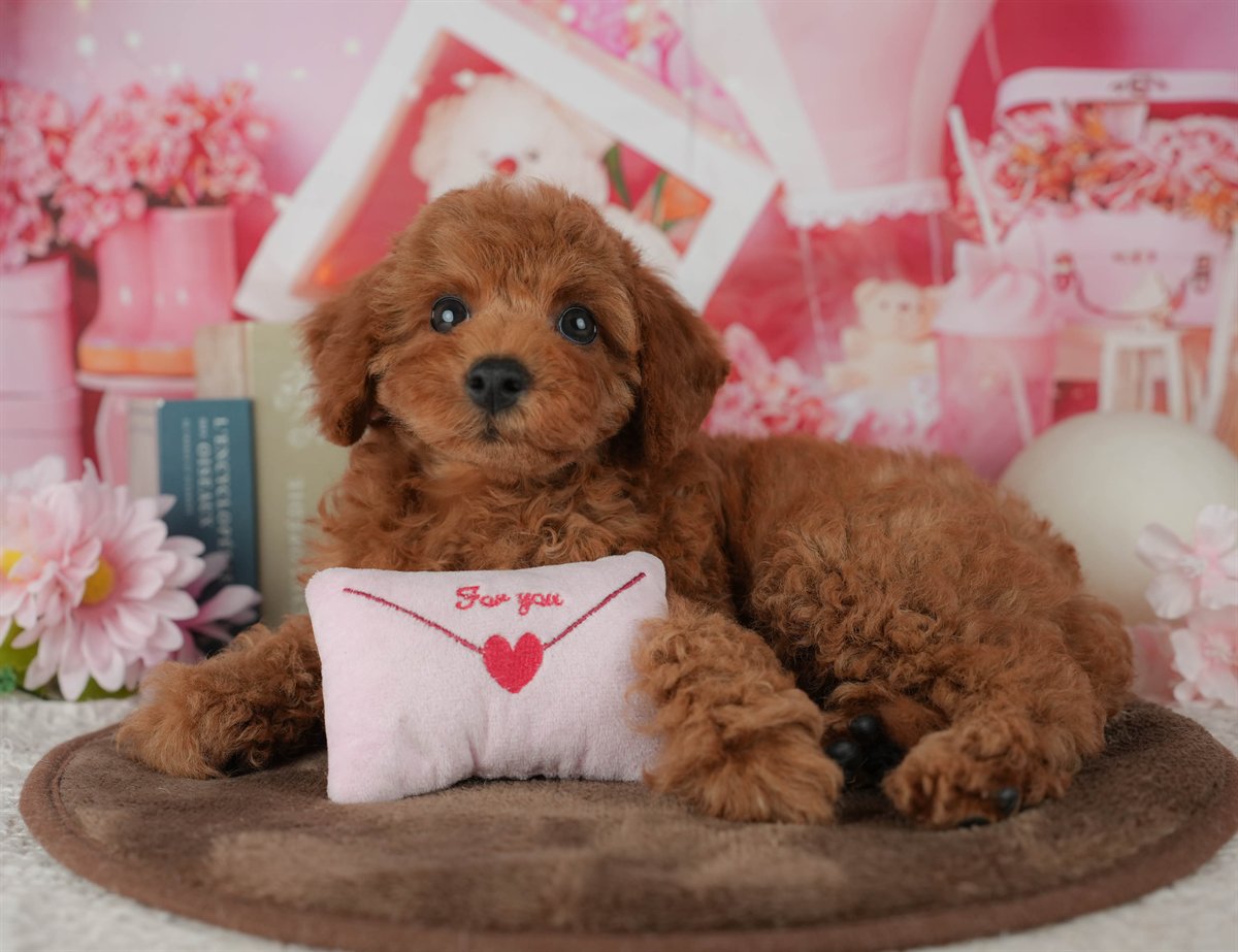 トイ・プードル | 女の子 | レッド | 2026年2月4日（ID:dog-200015452）