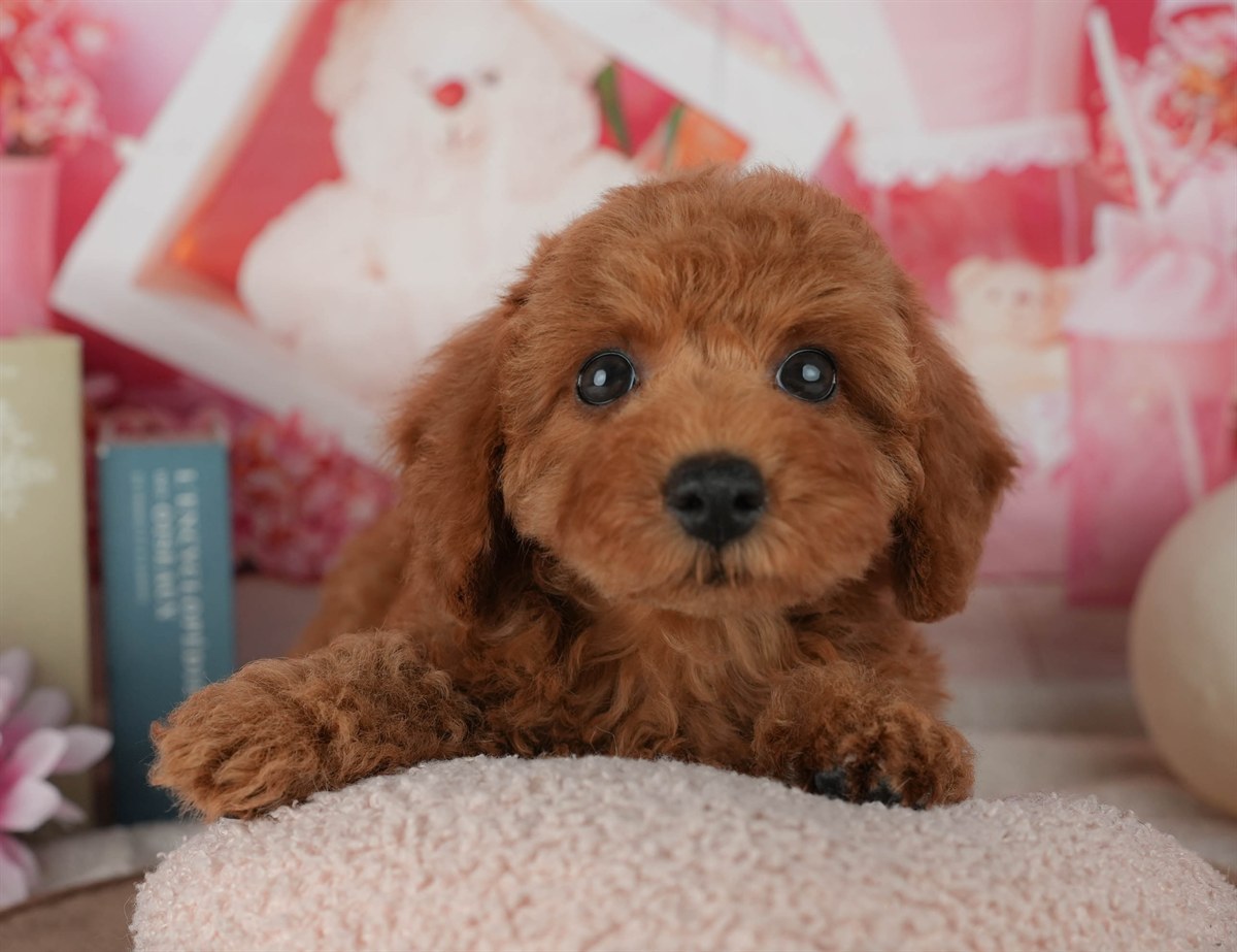 トイ・プードル | 女の子 | レッド | 2026年2月4日（ID:dog-200015452）