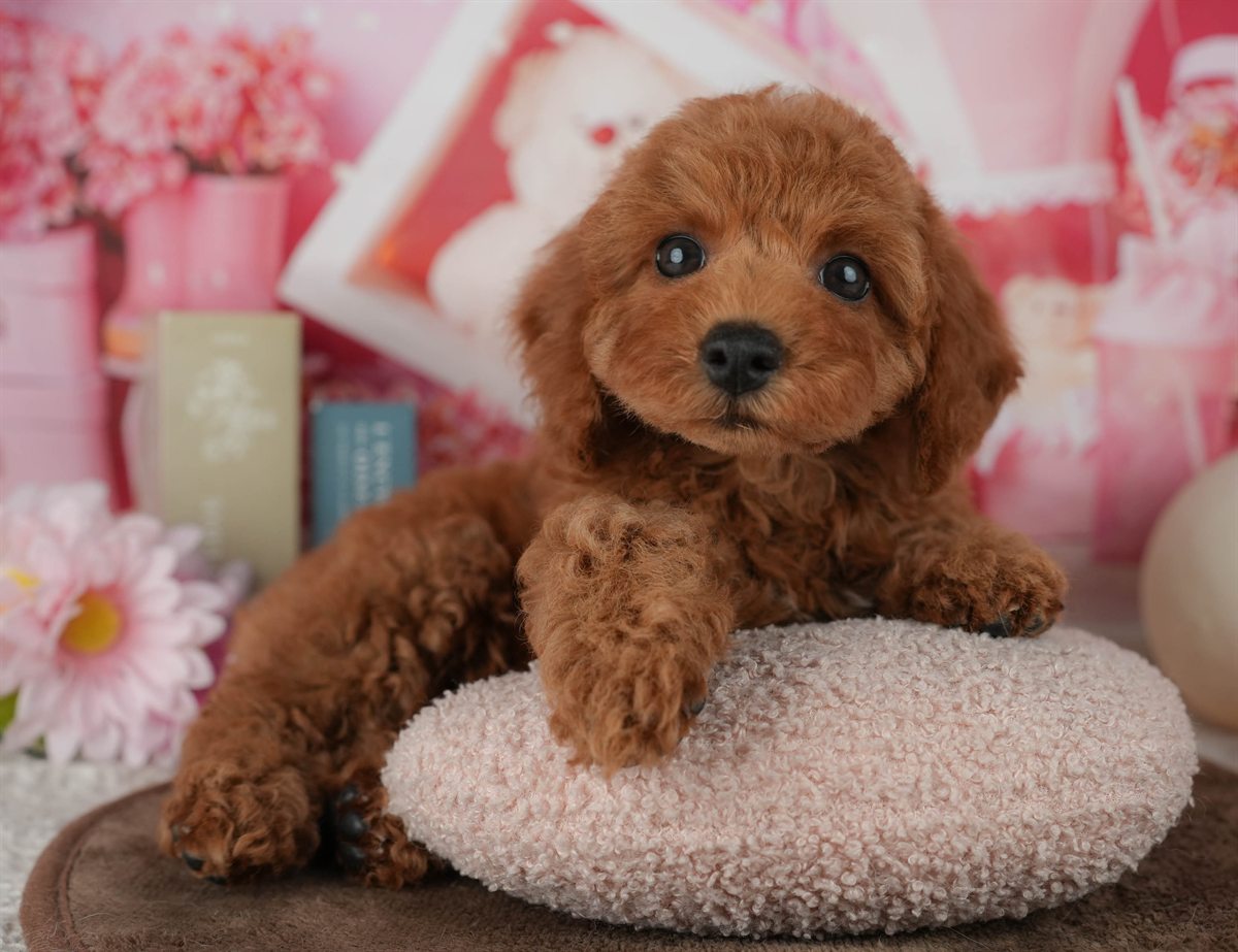 トイ・プードル | 女の子 | レッド | 2026年2月4日（ID:dog-200015452）