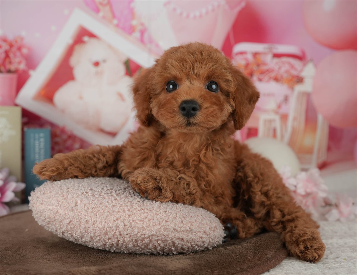 トイ・プードル | 女の子 | レッド | 2026年2月4日（ID:dog-200015452）