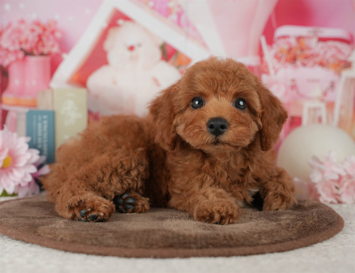 トイ・プードル | 女の子 | レッド | 2026年2月4日（ID:dog-200015452）