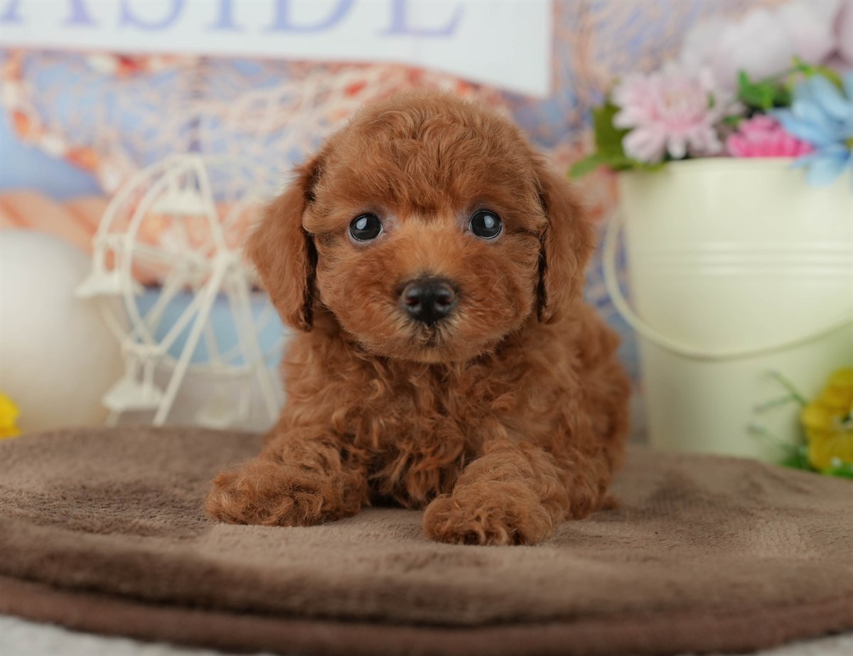 トイ・プードル | 女の子 | レッド | 2026年2月4日