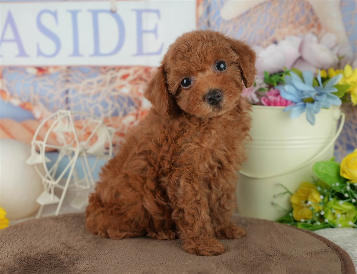 トイ・プードル | 女の子 | レッド | 2026年2月4日