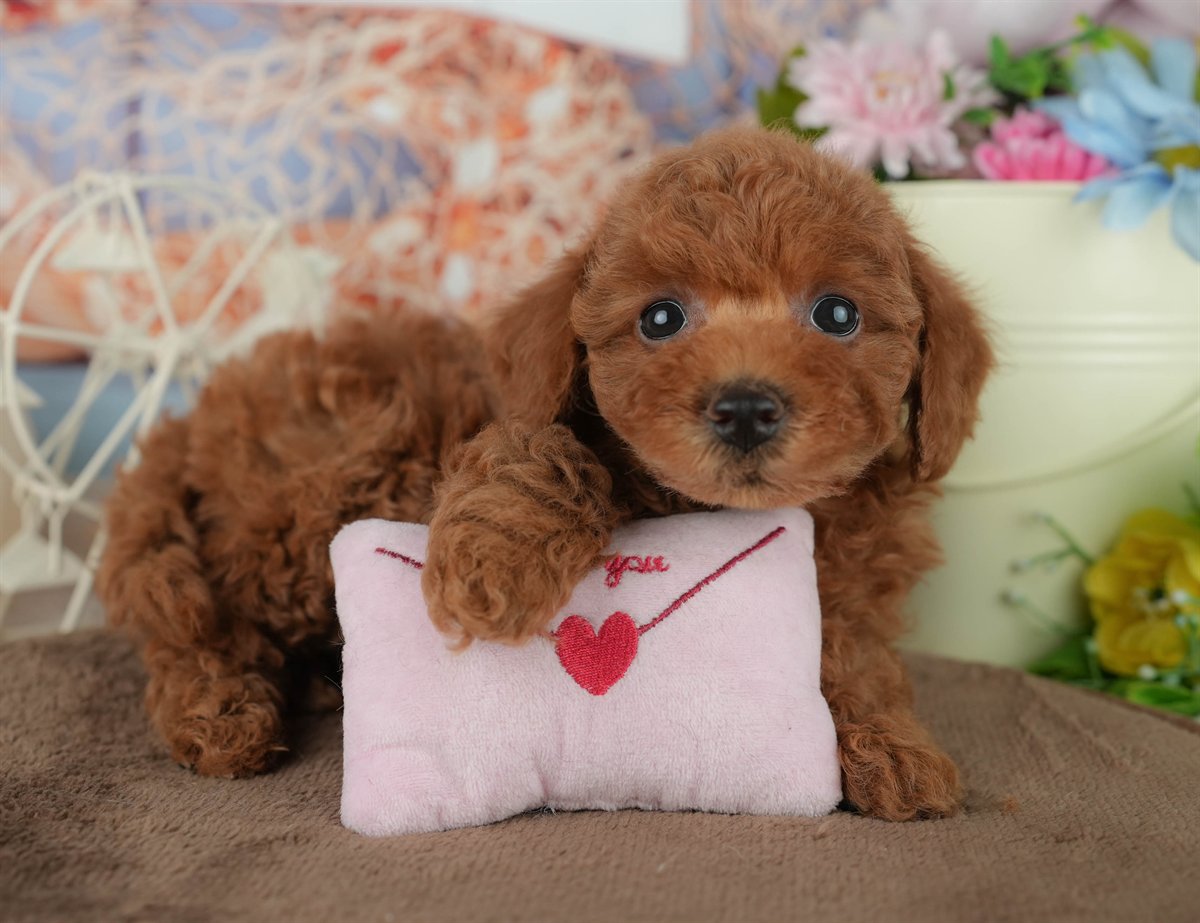 トイ・プードル | 女の子 | レッド | 2026年2月4日