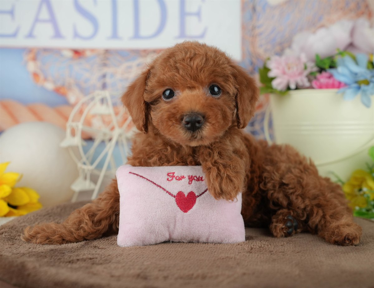 トイ・プードル | 女の子 | レッド | 2026年2月4日