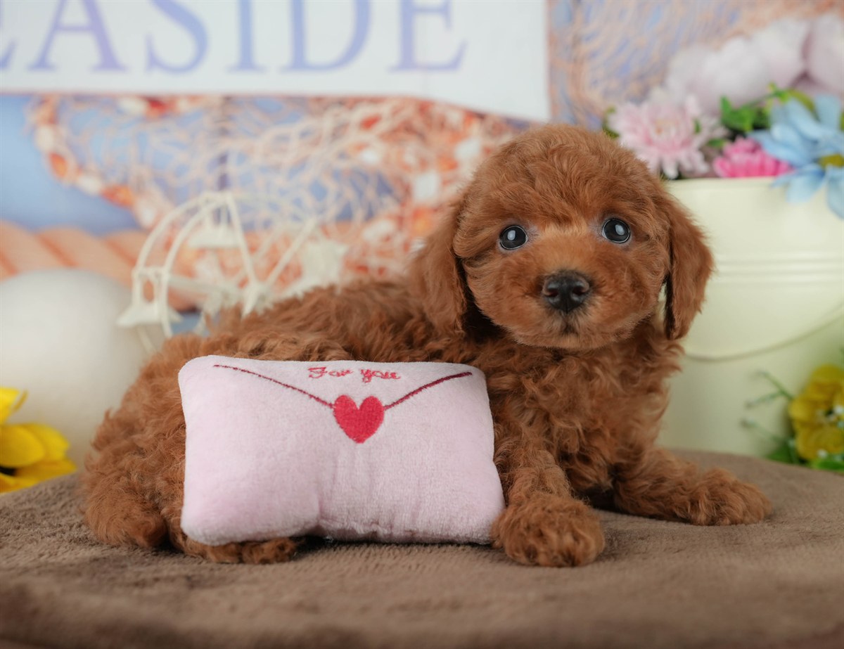 トイ・プードル | 女の子 | レッド | 2026年2月4日