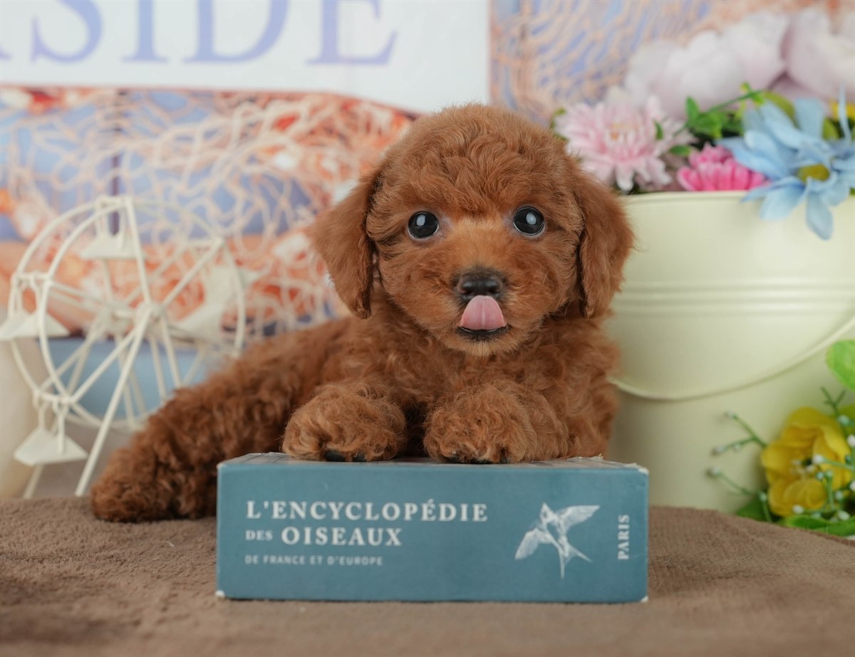 トイ・プードル | 女の子 | レッド | 2026年2月4日