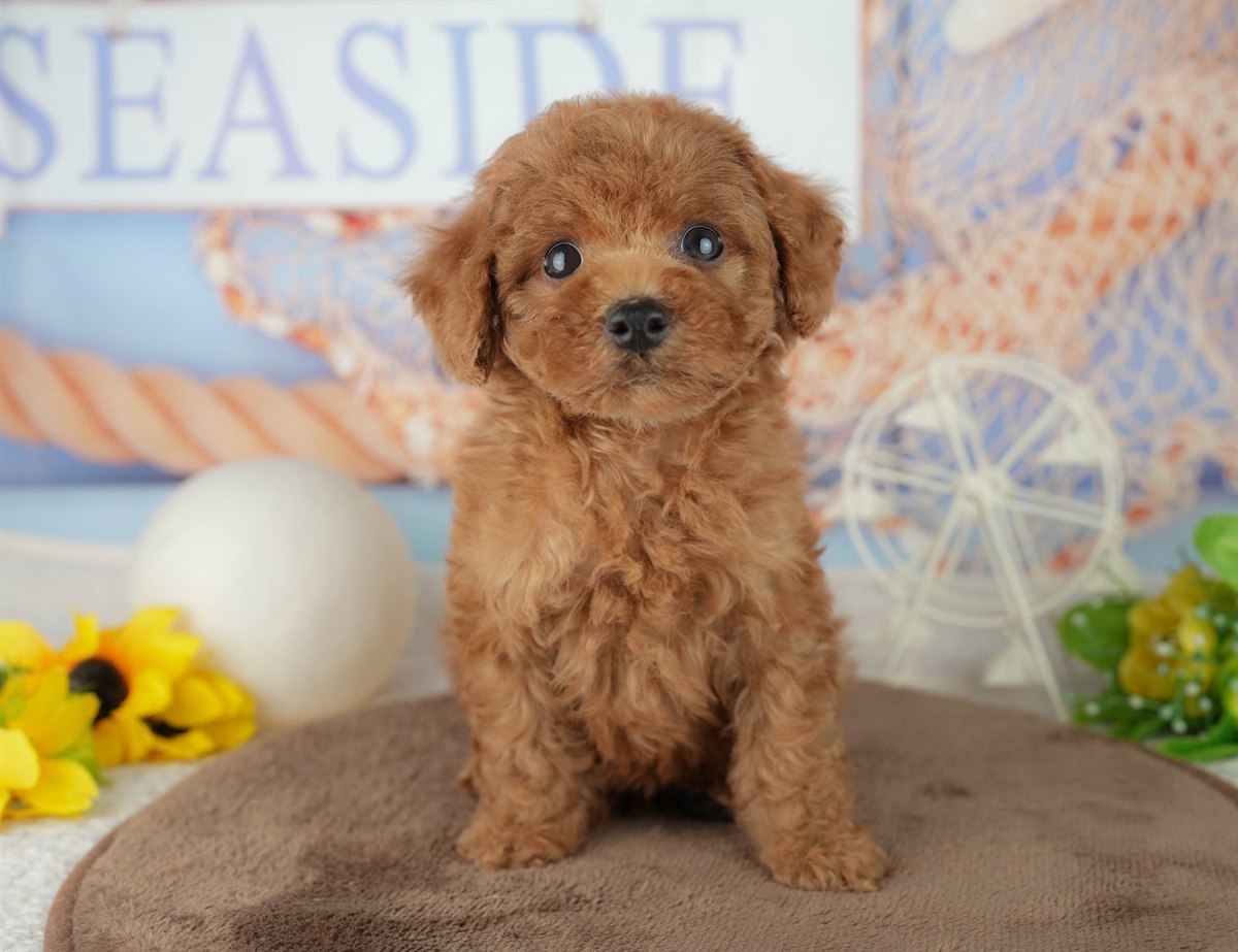 トイ・プードル | 男の子 | レッド | 2026年2月4日（ID:dog-200015454）