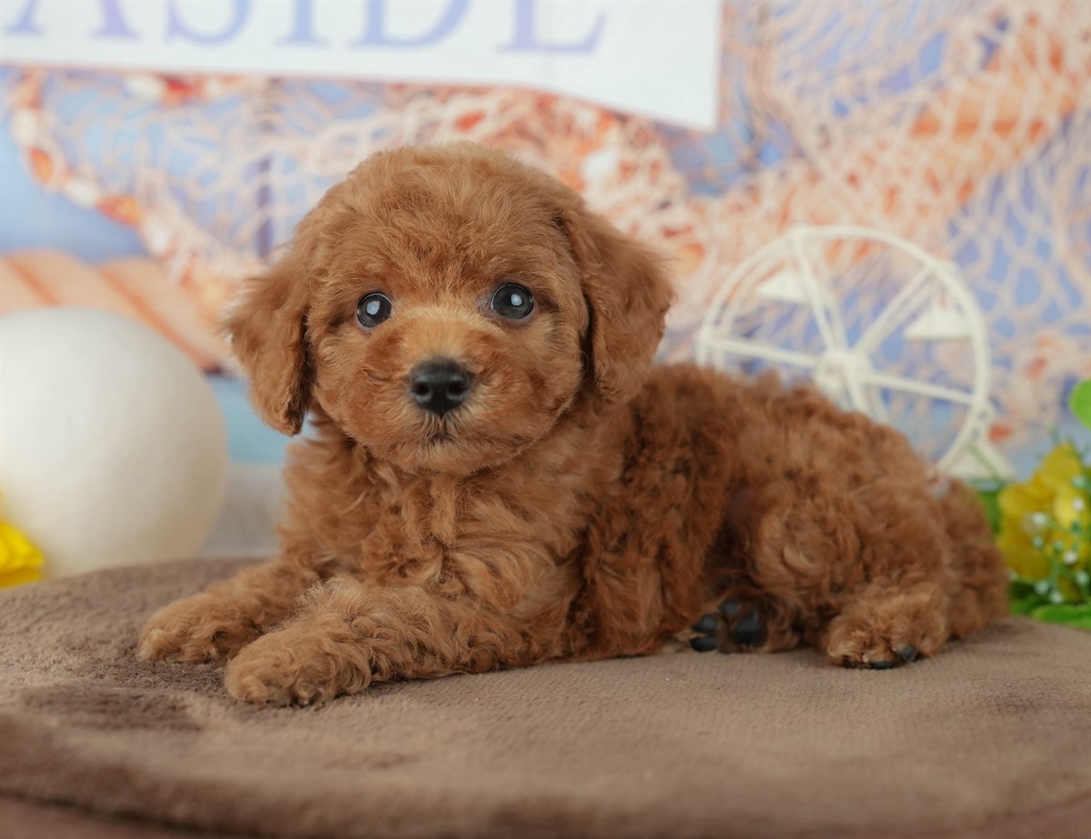 トイ・プードル | 男の子 | レッド | 2026年2月4日（ID:dog-200015454）