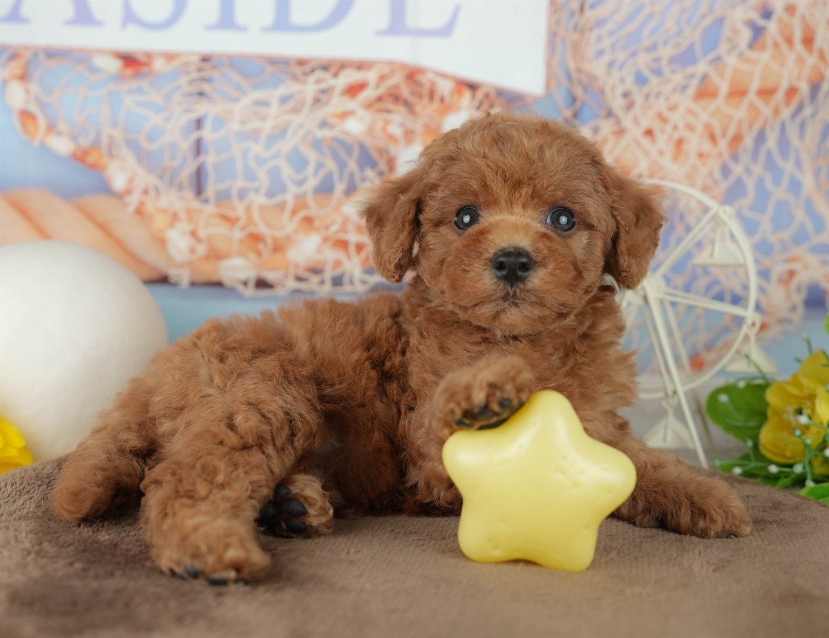 トイ・プードル | 男の子 | レッド | 2026年2月4日（ID:dog-200015454）