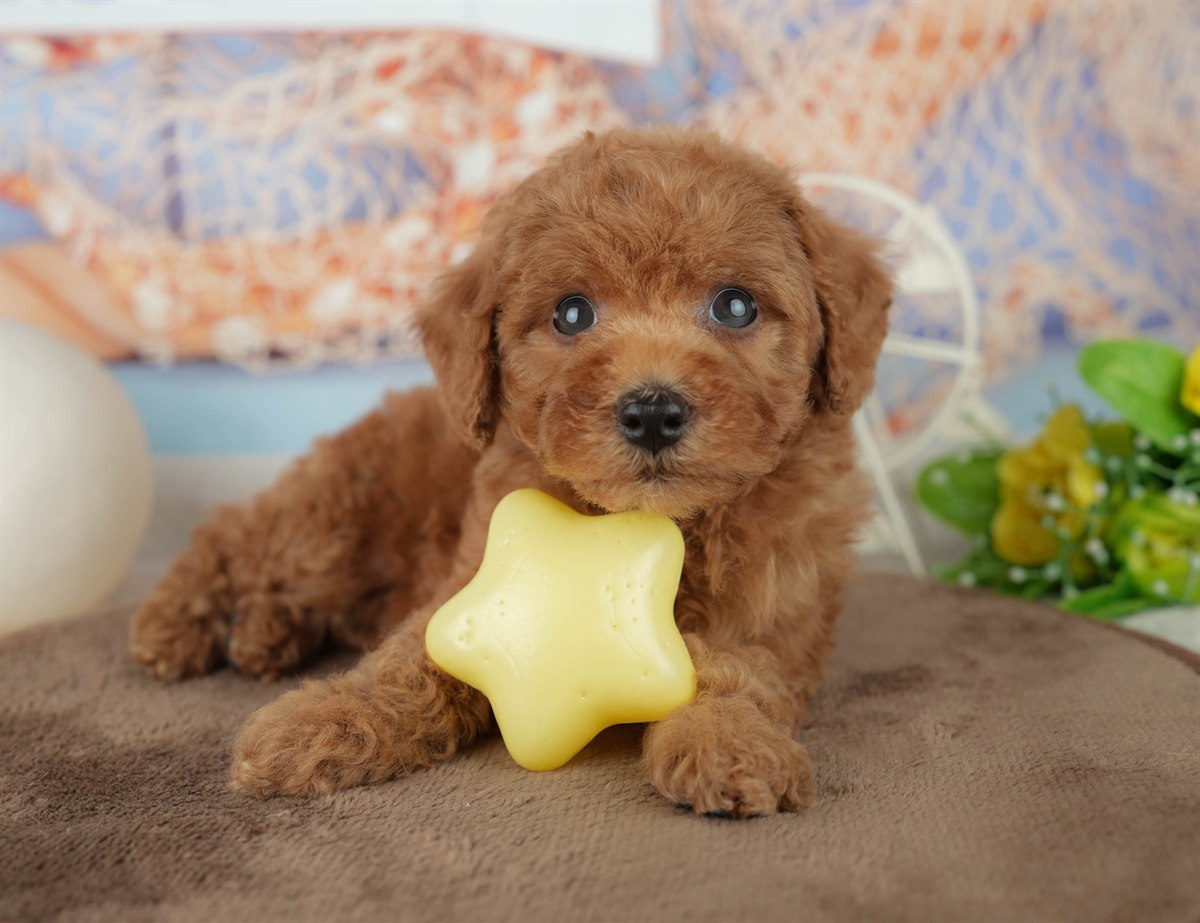 トイ・プードル | 男の子 | レッド | 2026年2月4日（ID:dog-200015454）