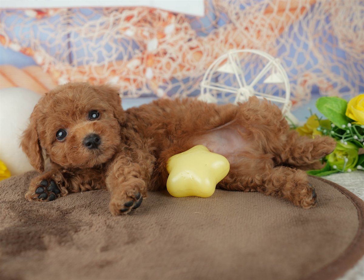 トイ・プードル | 男の子 | レッド | 2026年2月4日（ID:dog-200015454）