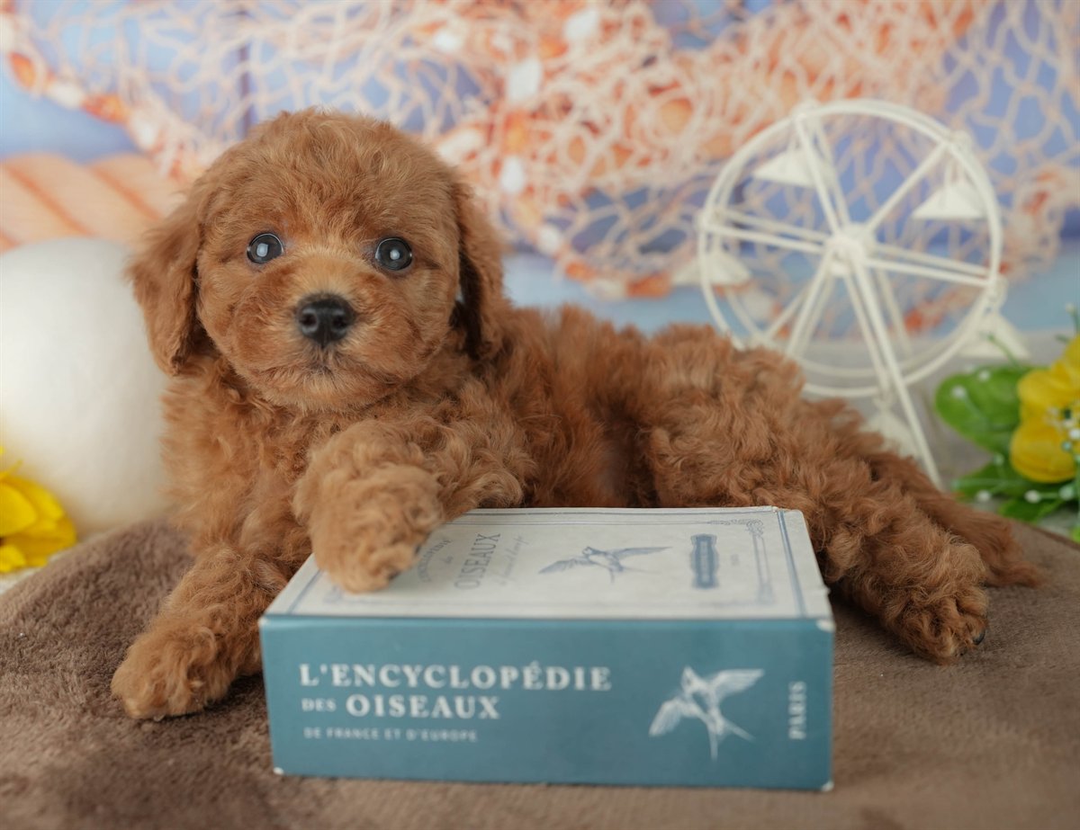 トイ・プードル | 男の子 | レッド | 2026年2月4日（ID:dog-200015454）