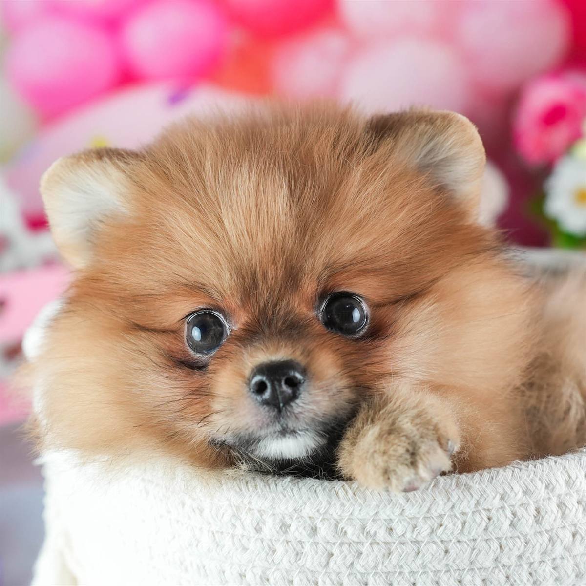 ポメラニアン | 女の子 | オレンジ | 2026年2月4日（ID:dog-200015456）