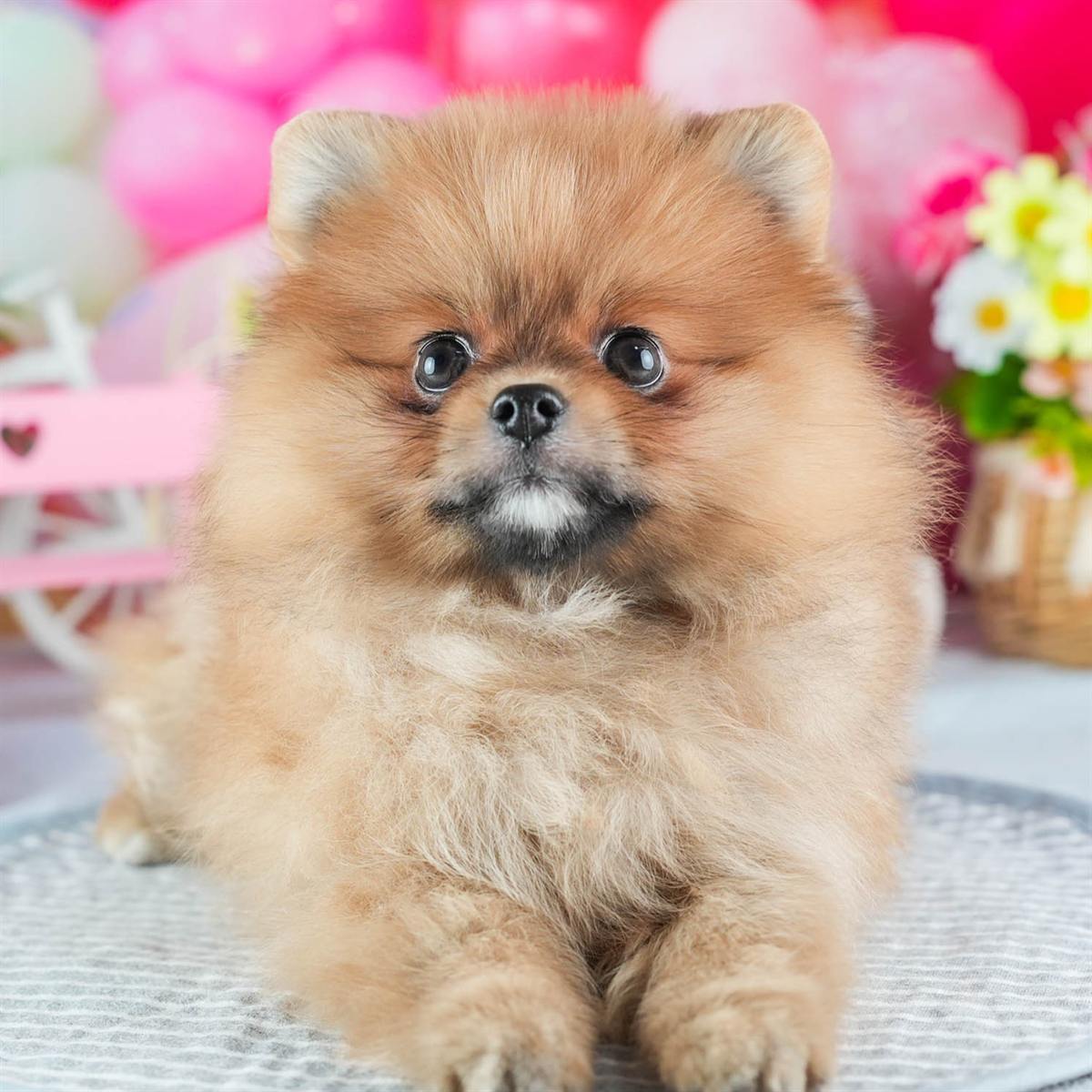 ポメラニアン | 女の子 | オレンジ | 2026年2月4日（ID:dog-200015456）