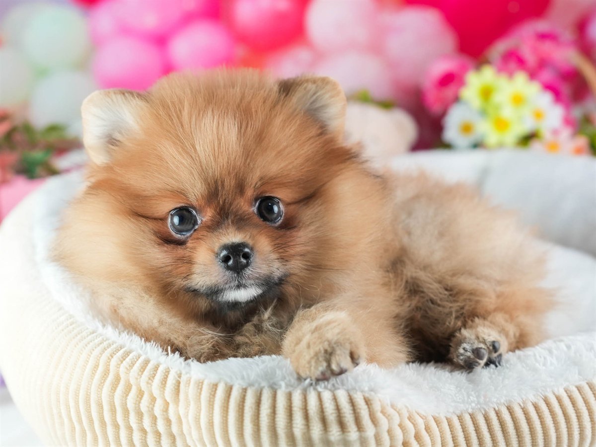 ポメラニアン | 女の子 | オレンジ | 2026年2月4日（ID:dog-200015456）