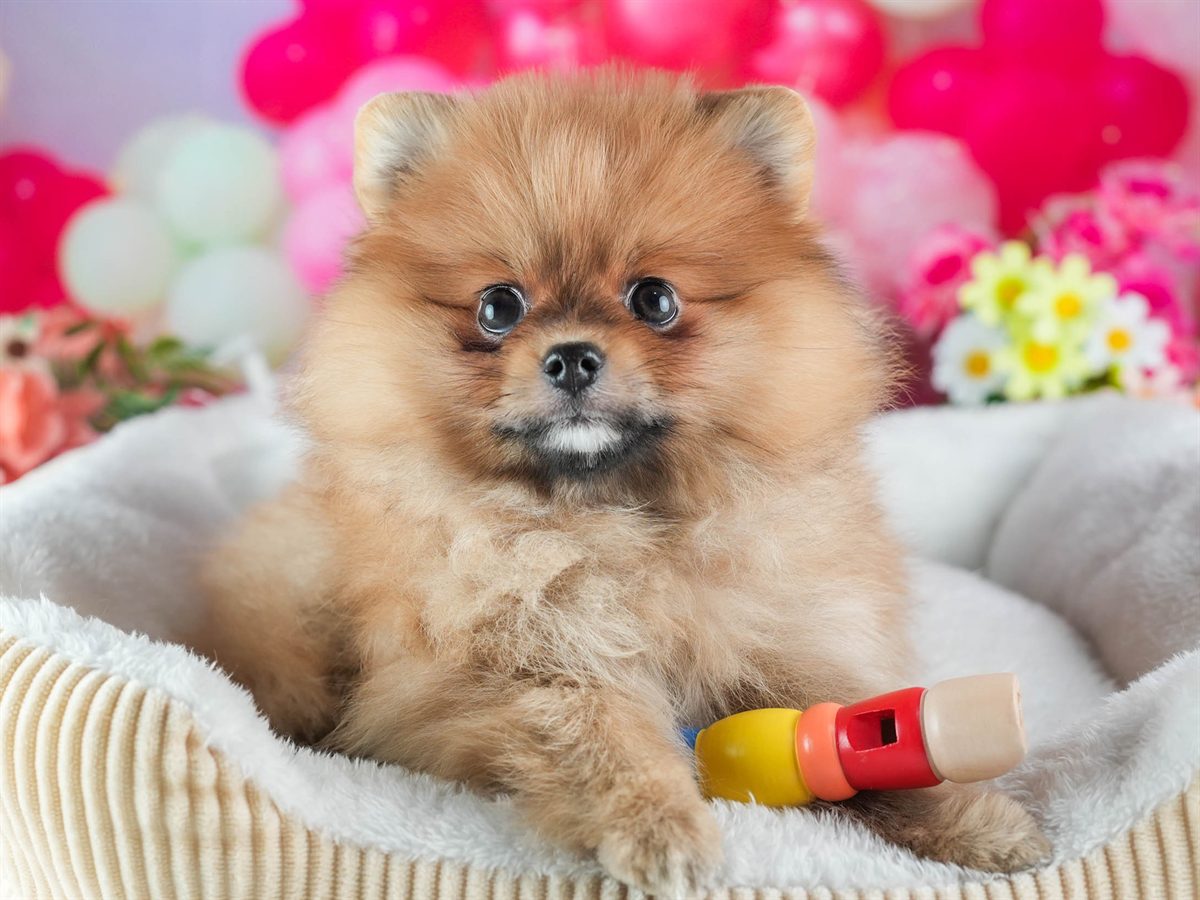 ポメラニアン | 女の子 | オレンジ | 2026年2月4日（ID:dog-200015456）