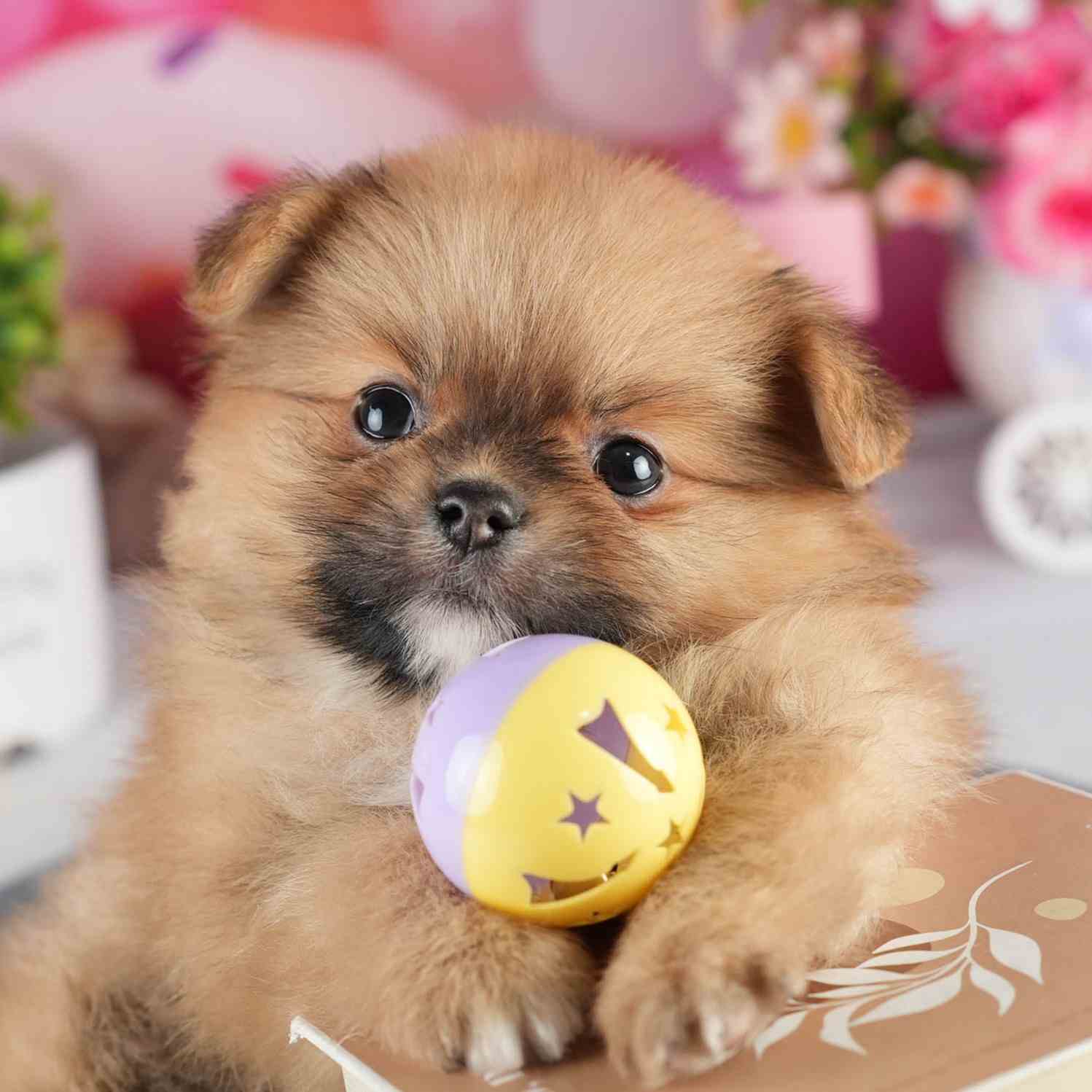 ポメラニアン | 男の子 | オレンジ | 2026年2月4日