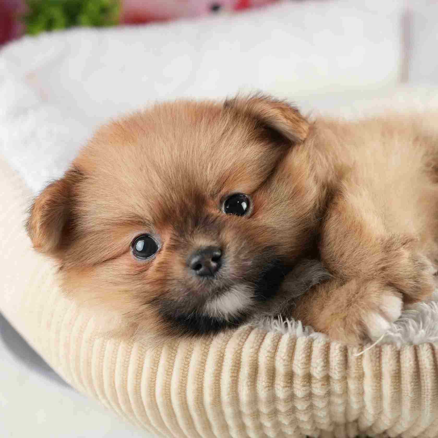 ポメラニアン | 男の子 | オレンジ | 2026年2月4日