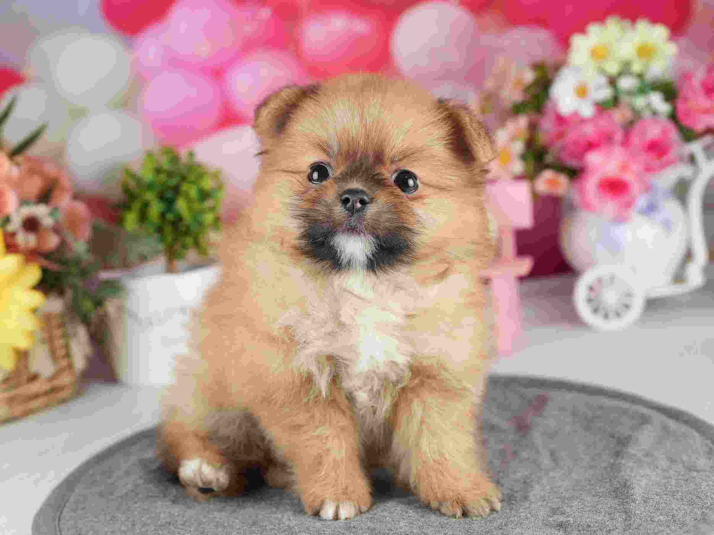 ポメラニアン | 男の子 | オレンジ | 2026年2月4日