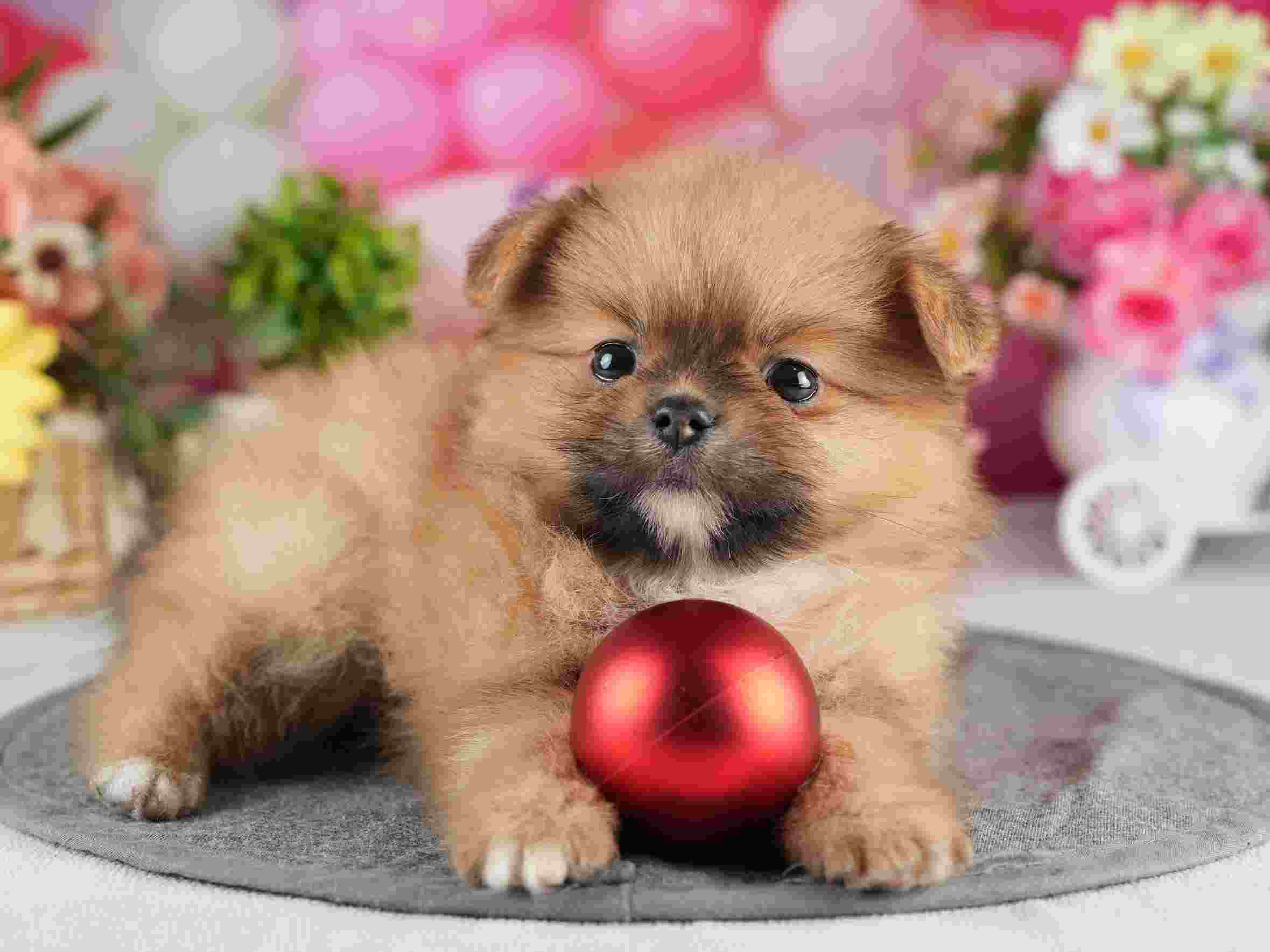 ポメラニアン | 男の子 | オレンジ | 2026年2月4日