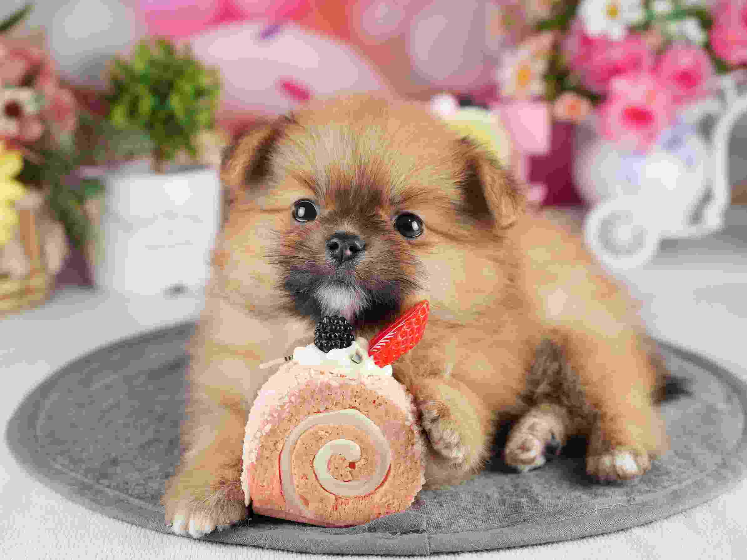 ポメラニアン | 男の子 | オレンジ | 2026年2月4日