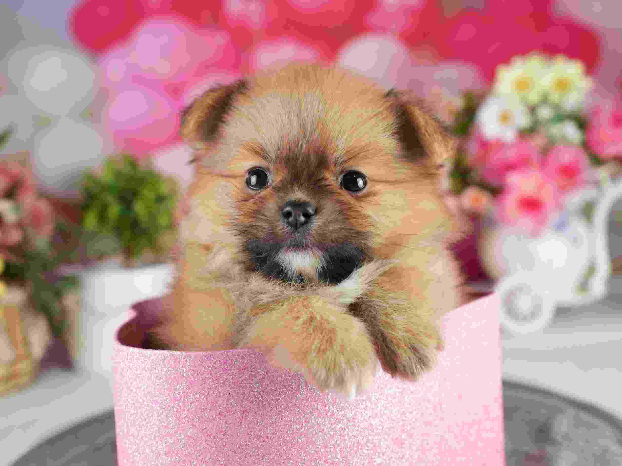 ポメラニアン | 男の子 | オレンジ | 2026年2月4日