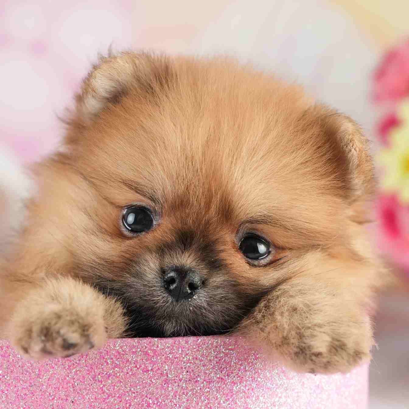 ポメラニアン | 女の子 | オレンジ | 2026年2月4日