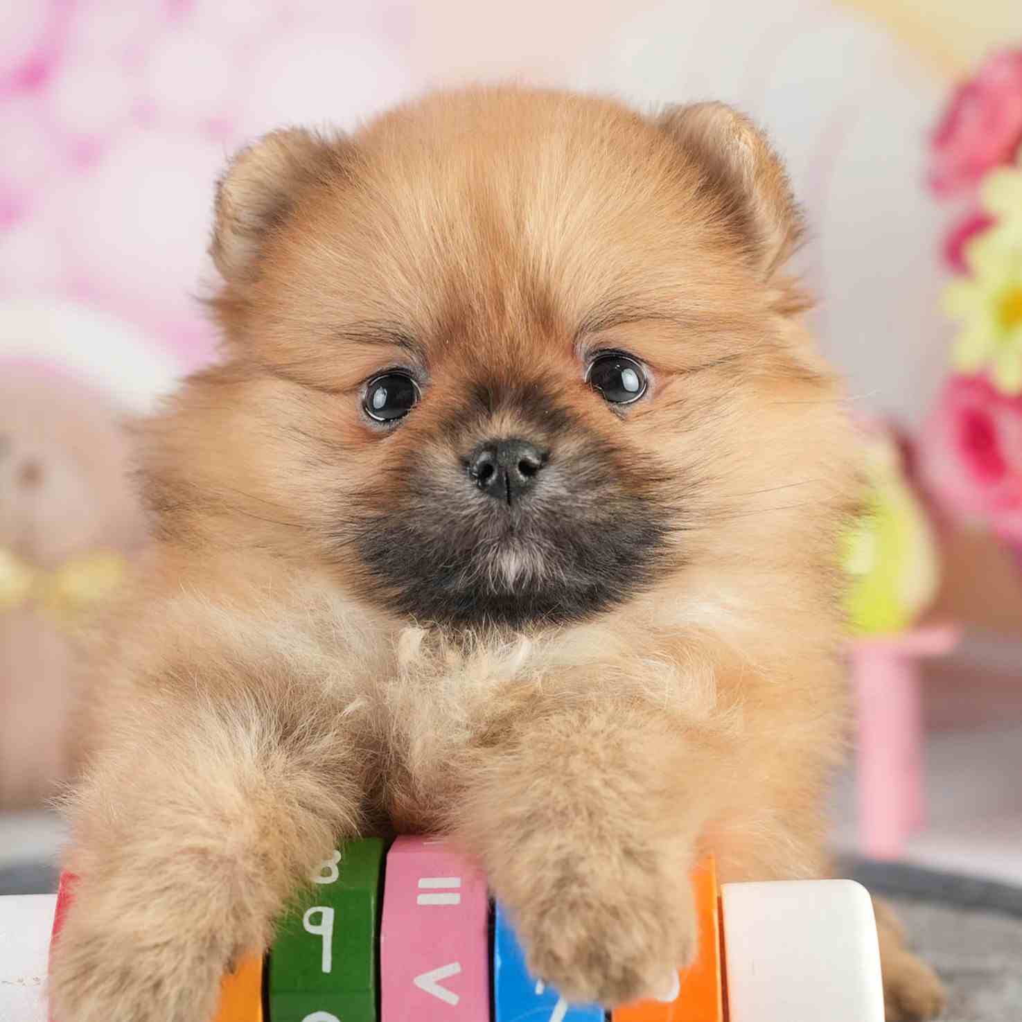 ポメラニアン | 女の子 | オレンジ | 2026年2月4日