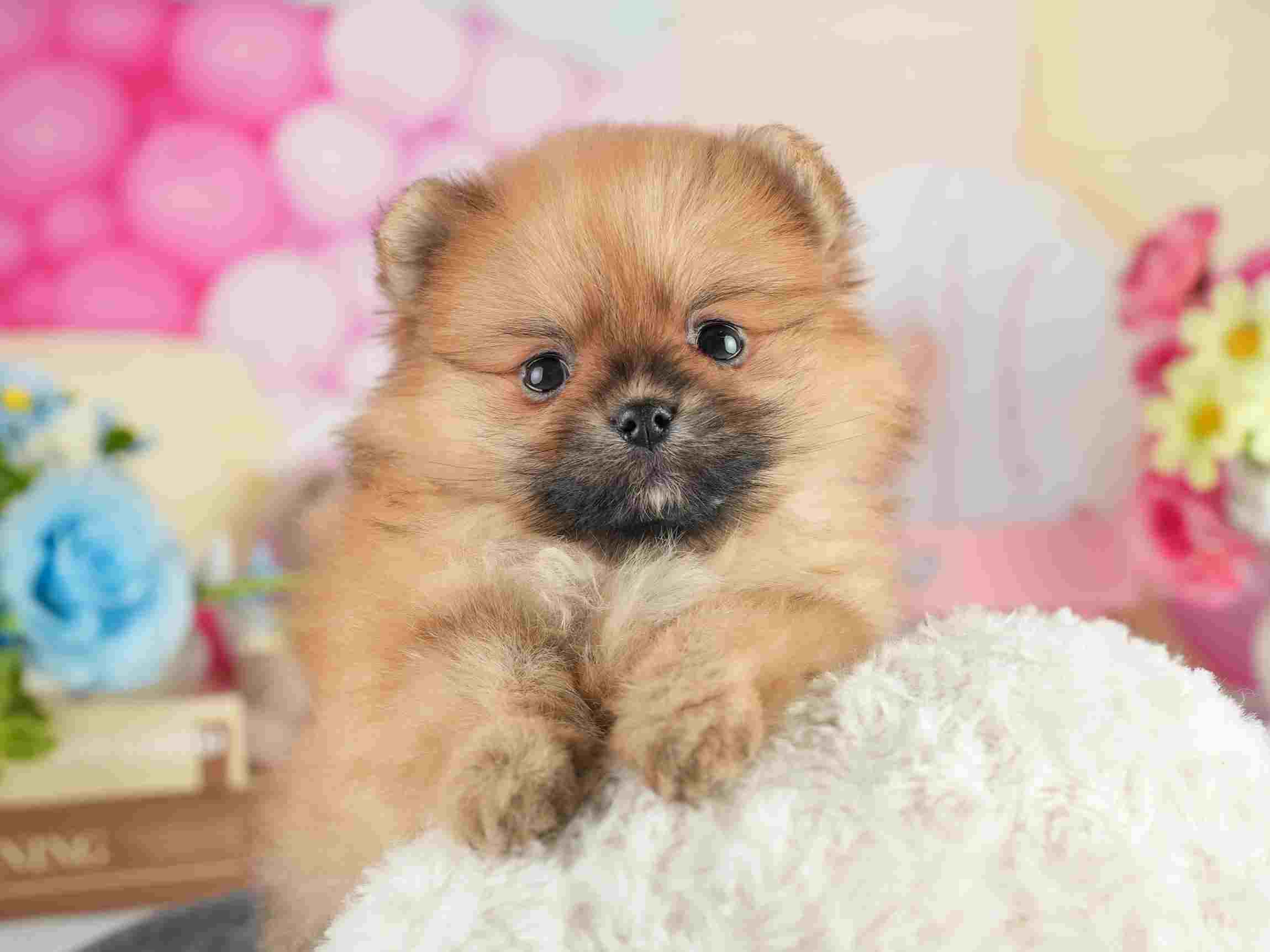 ポメラニアン | 女の子 | オレンジ | 2026年2月4日